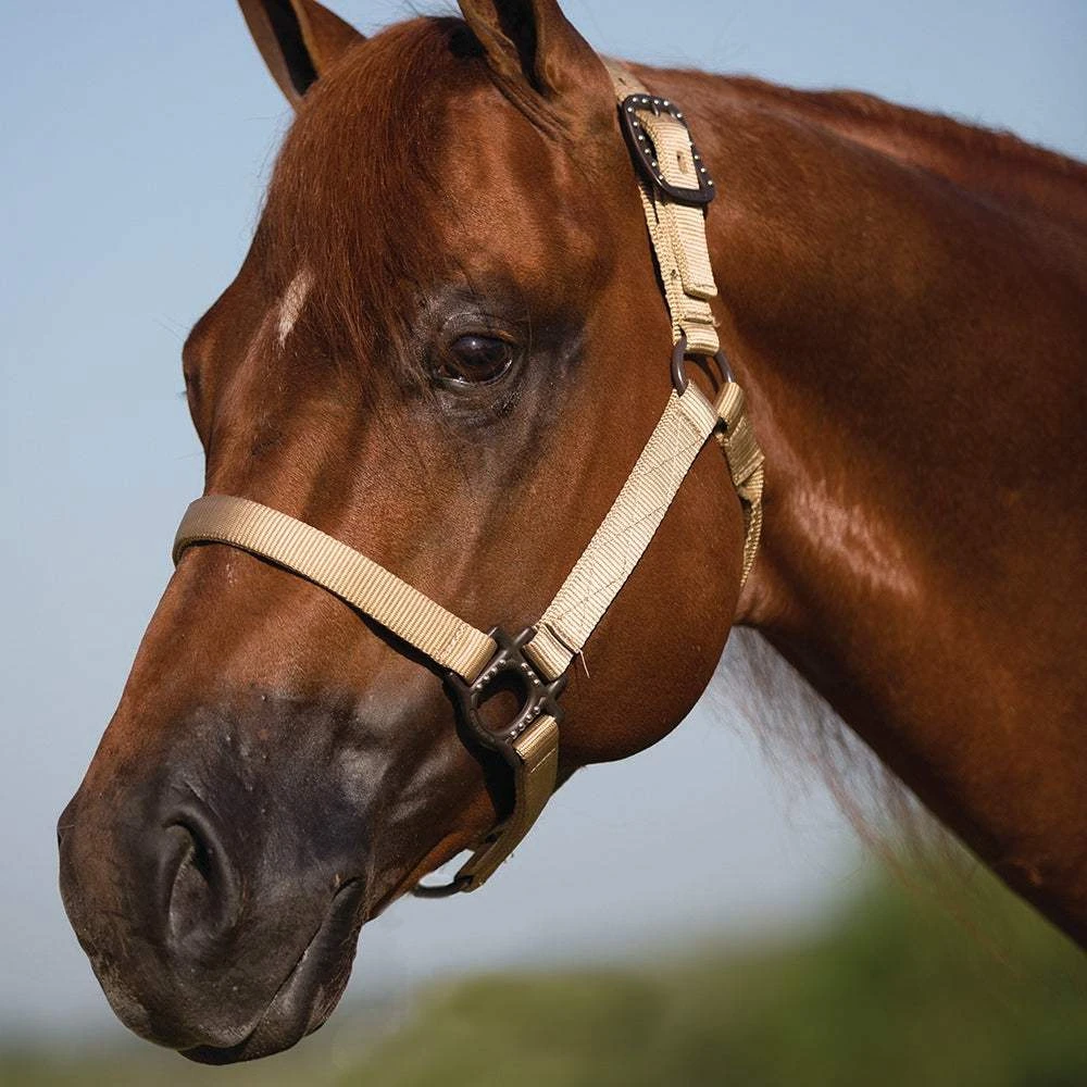 Mustang Antique Dot Halter - Image 2